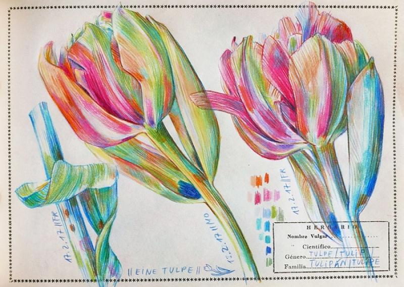 Farbstiftzeichnnen und Botanical Diary