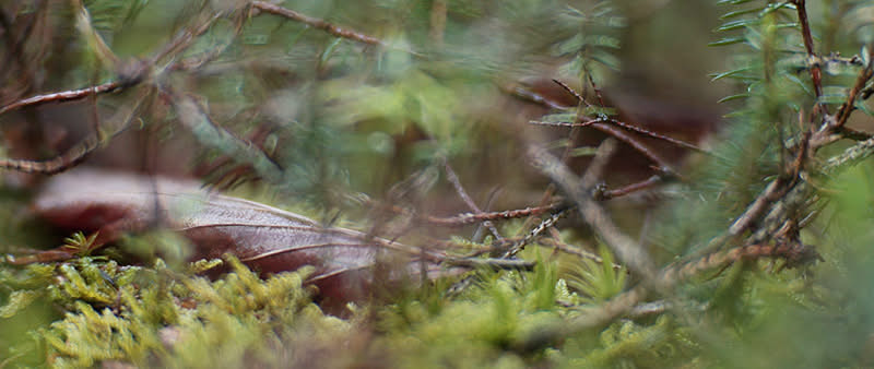 After Work-Kursreihe: Haiku fotografieren