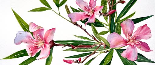 After Work: Der Oleander - Botanische Fundstücke in Aquarell